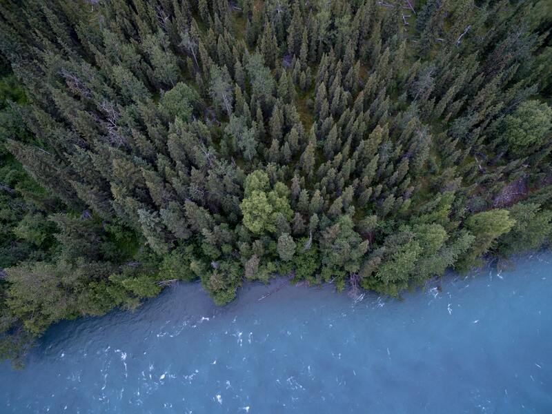 Aerial view of evergreen trees by water